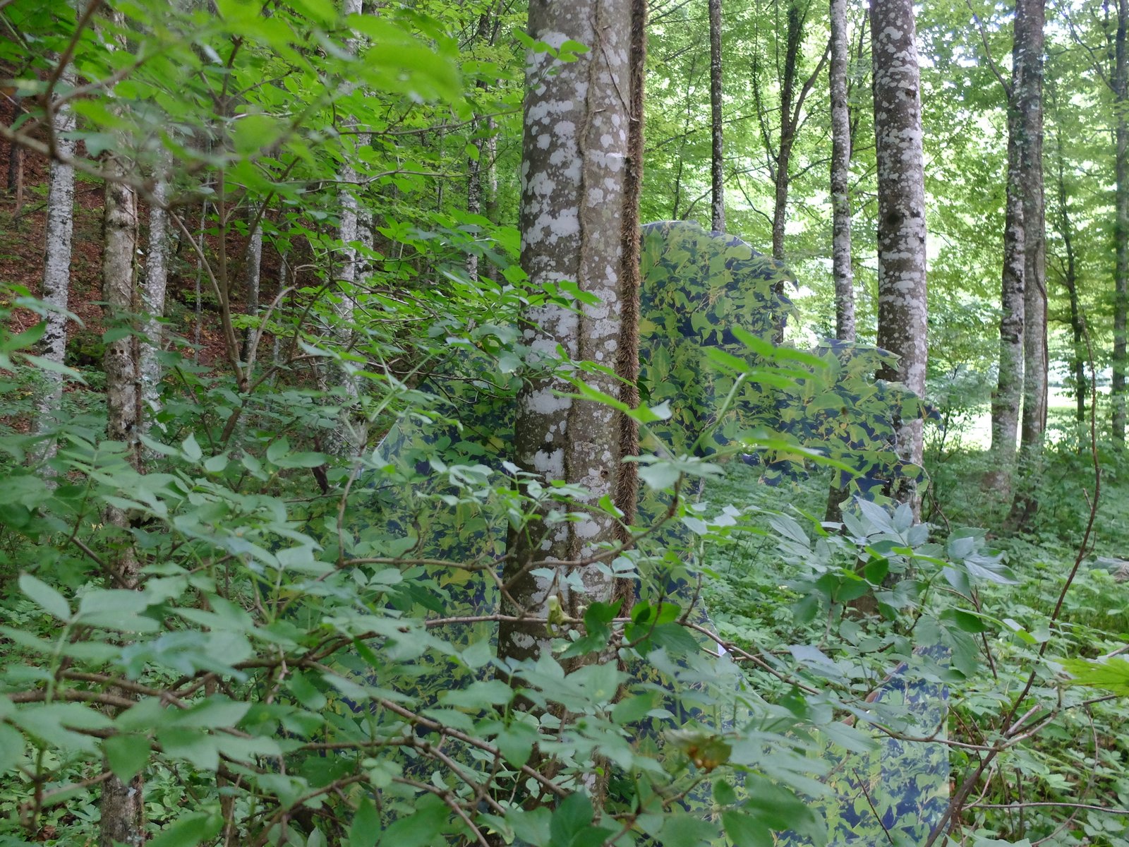 Hush Hush of the Bush